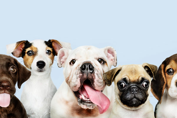 Several dogs posing in front of a blue backdrop.